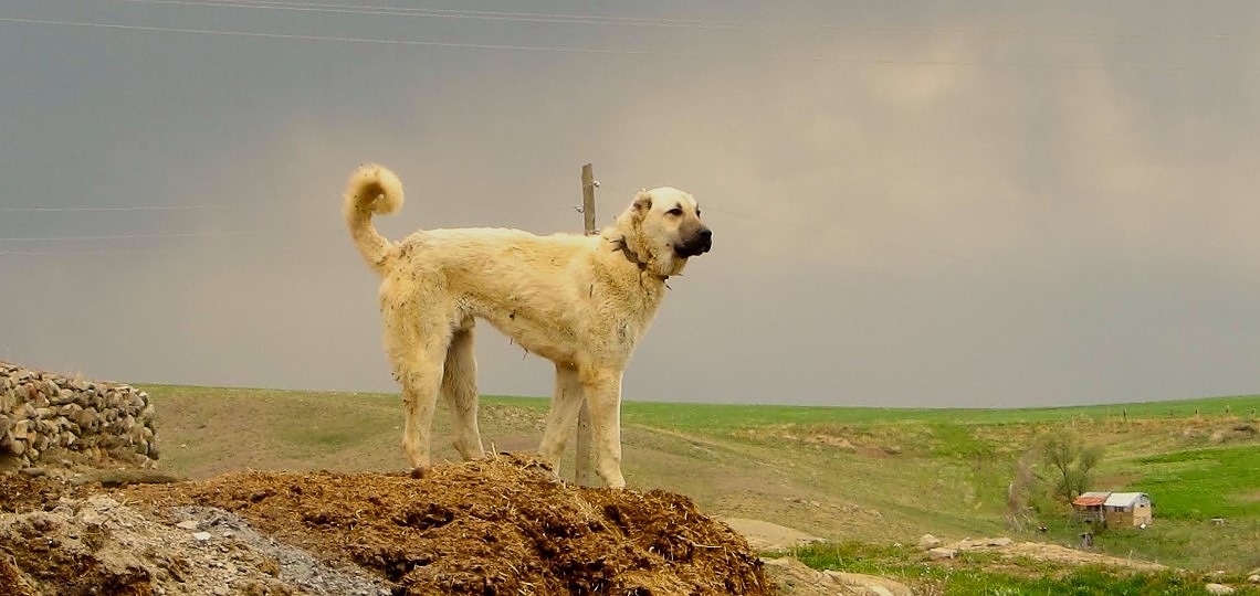 Anadolu Çoban Köpeği