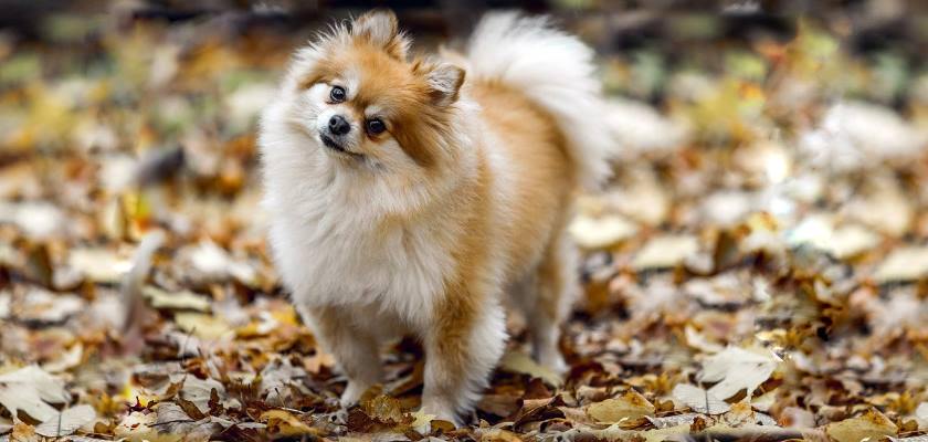 Pomeranian Boo Fiyatları Hakkında Bilinmesi Gerekenler