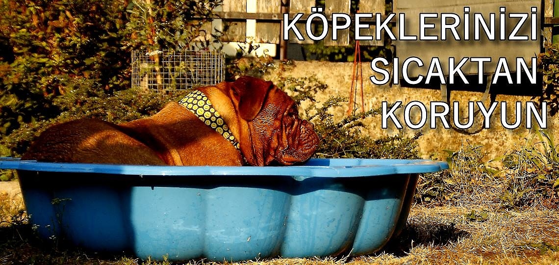 Köpeğinizi Yazın Sıcaklarından Koruyun