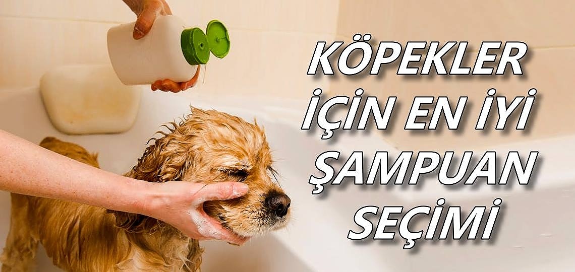 Köpekler için En İyi Şampuan Tavsiyeleri