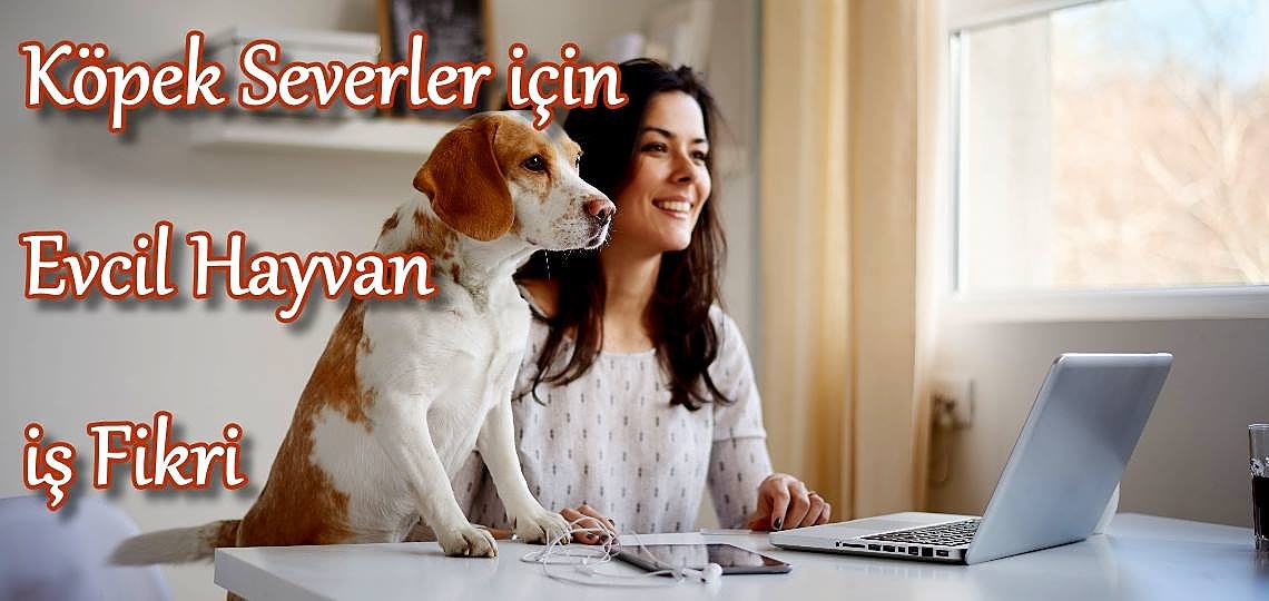 Köpek Severler İçin Evcil Hayvan İş Fikri