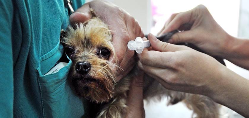 Terrier Maltese Irkının Olması Gereken Aşılar Nelerdir?