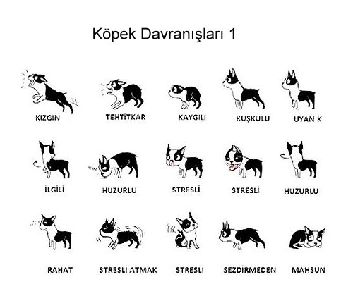 Köpek Beden ve Vücut Dili Davranışlarının Anlamı Resimli Anlatım