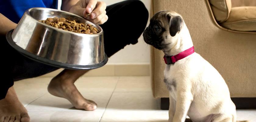 Pug Yavrusunun İlk Beslenme Programı ve Detayları